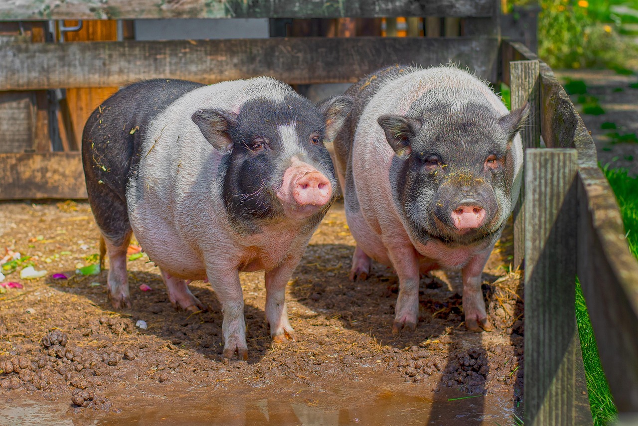 Bienestar Animal y Tipos de Carnes