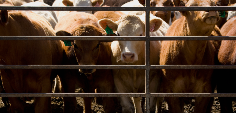 Factores que Influyen en la Calidad de la Carne