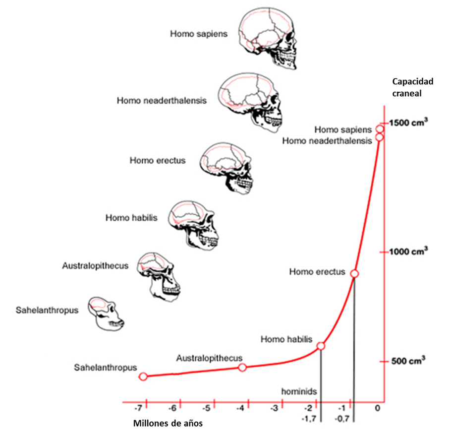 Эволюция размера мозга